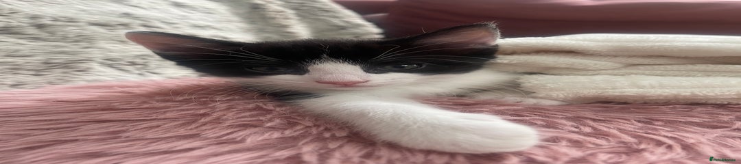 Ragdoll x Turkish Angora