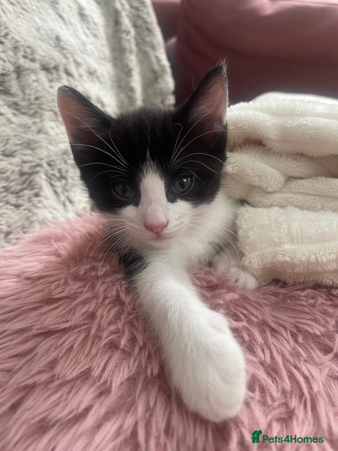 Ragdoll cats for sale: 3 Male Kittens Ragdoll X Turkish Angora  - Image 14