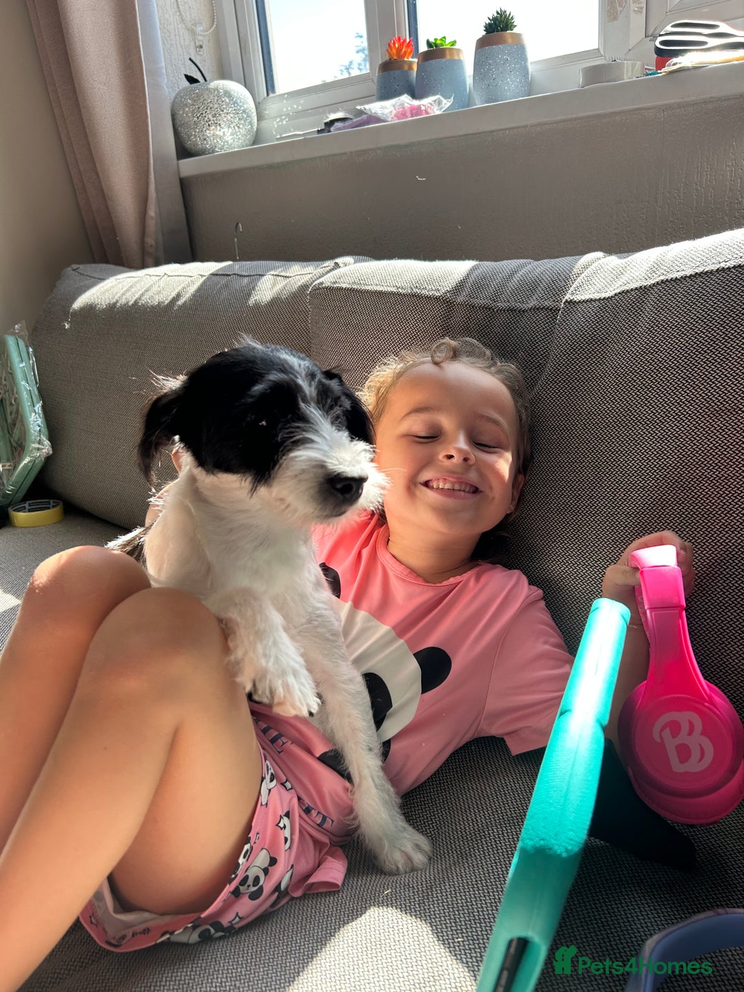 Mixed Breed dogs for sale: Jack russell x shih tzu male - Advert 3