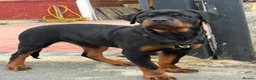 Rottweiler dogs for sale: Rottweiler - Advert 4