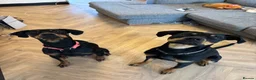 Dobermann dogs for sale: Doberman Puppies in Liverpool - Advert 9