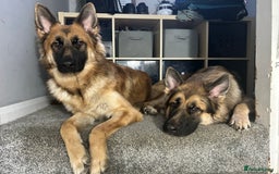 German Shepherd dogs for sale: Beautiful brothers  - Image 9
