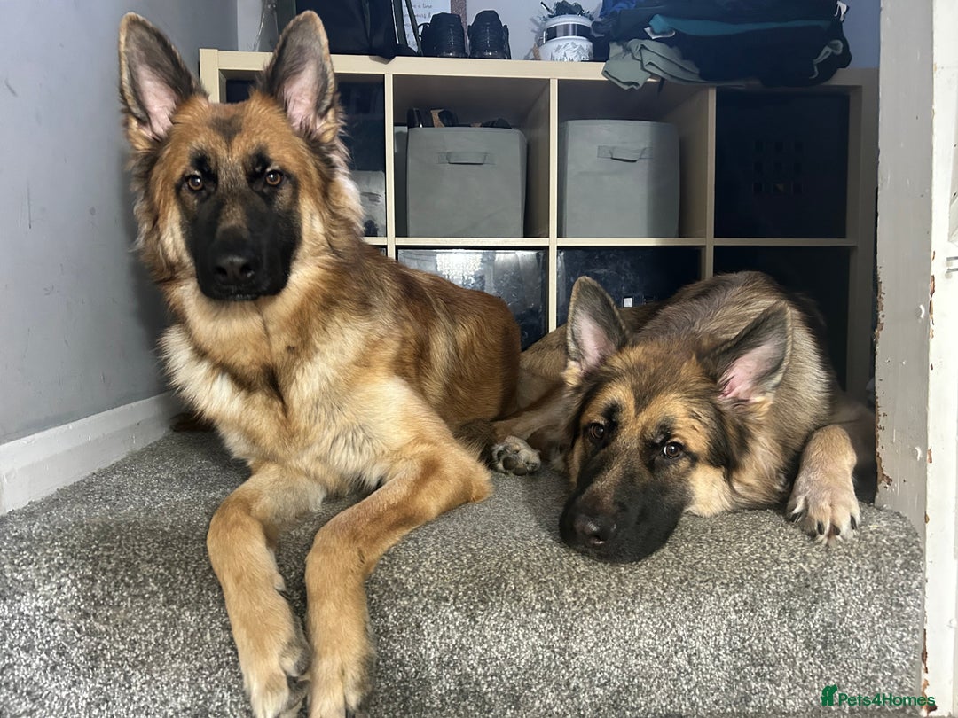 German Shepherd dogs for sale: Beautiful brothers  - Image 9
