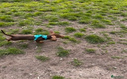 Dachshund dogs for sale: Dexter   - Image 4