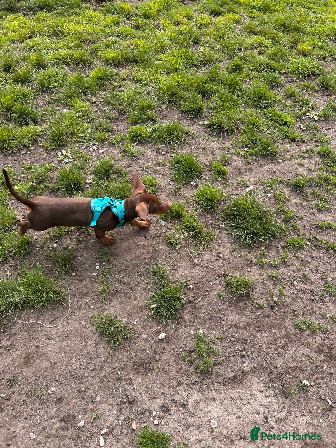 Dachshund dogs for sale: Dexter   - Image 4