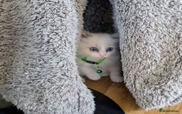 Ragamese cats for sale: 🐾💎Ragdoll X Siamese (Ragamese) Kittens💎🐾 - Image 19