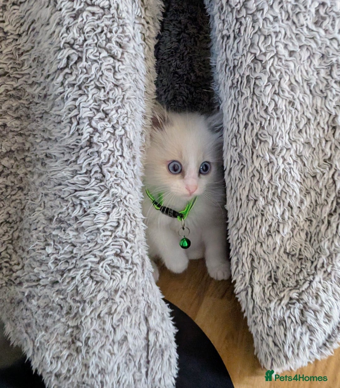 Ragamese cats for sale: 🐾💎Ragdoll X Siamese (Ragamese) Kittens💎🐾 - Image 19