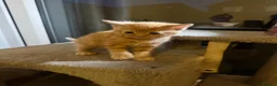 British Shorthair cats for sale: British shorthair  in Burton-on-Trent - Advert 23