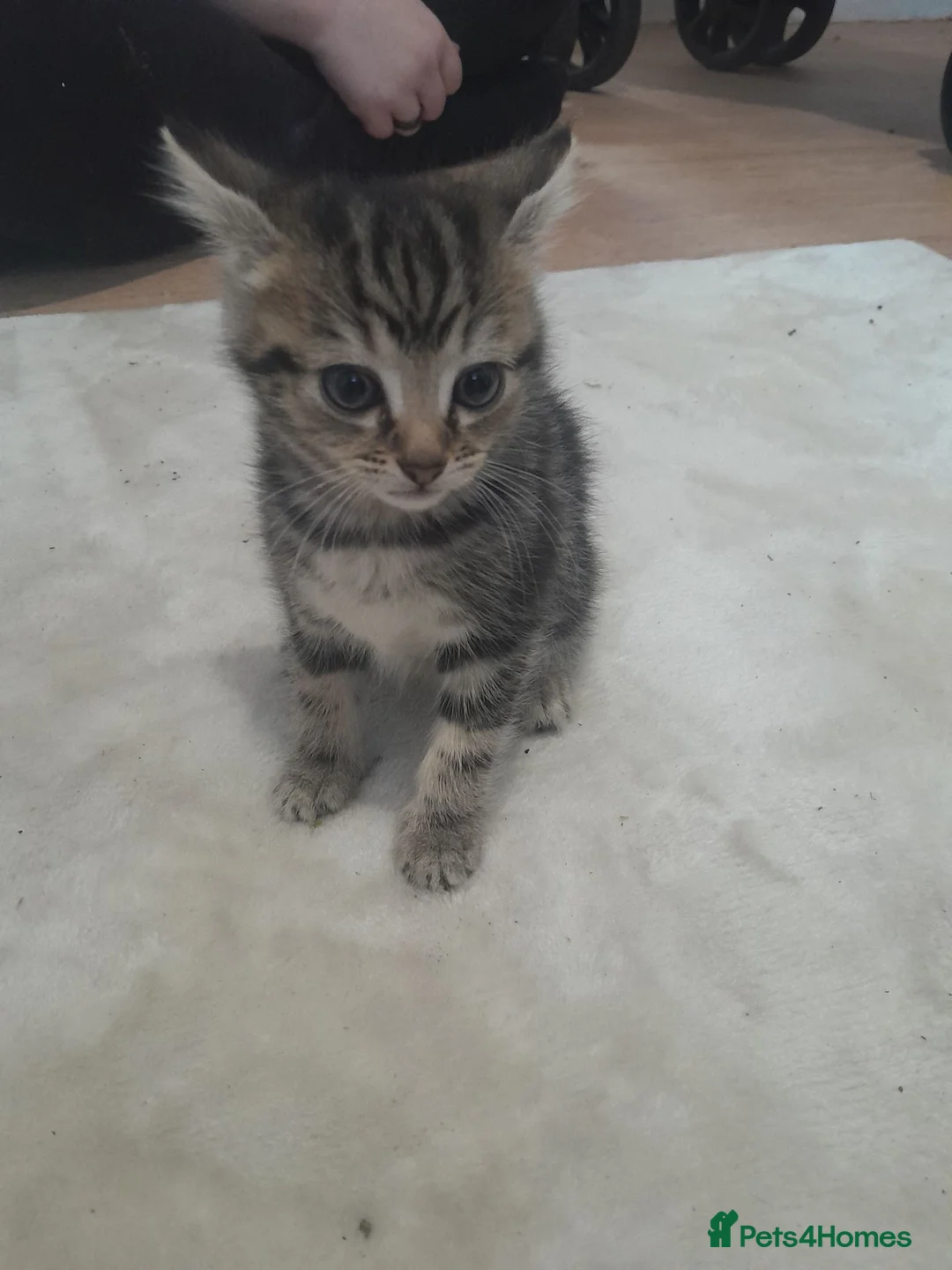 Mixed Breed cats for sale: Kittens for sale  - Advert 1