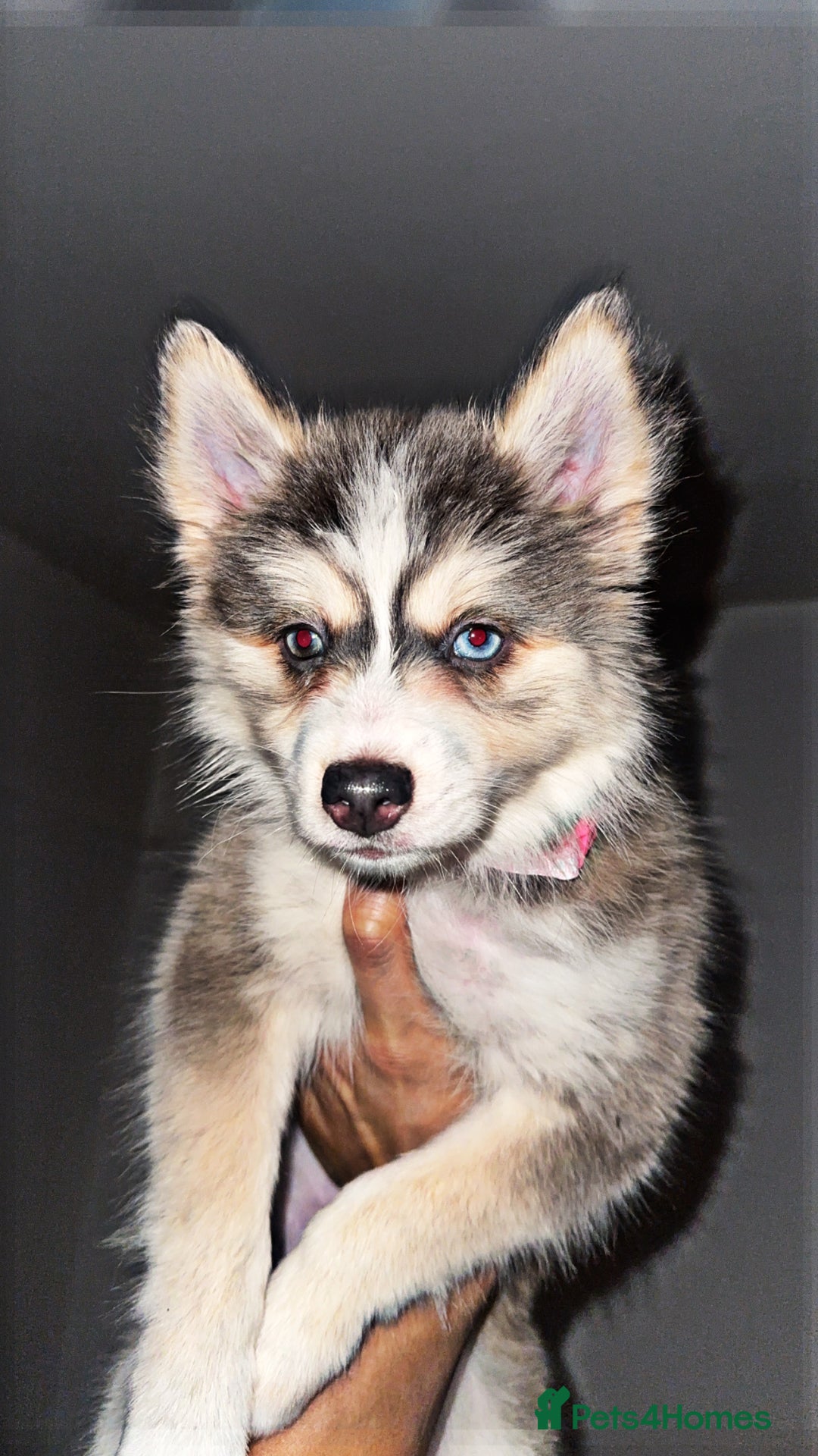 Pomsky dogs for sale: BLUE EYED Family-Raised Pomsky Pups  - Advert 35