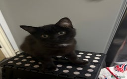 Mixed Breed cats for sale: British Short hair mixed breeds  - Advert 7