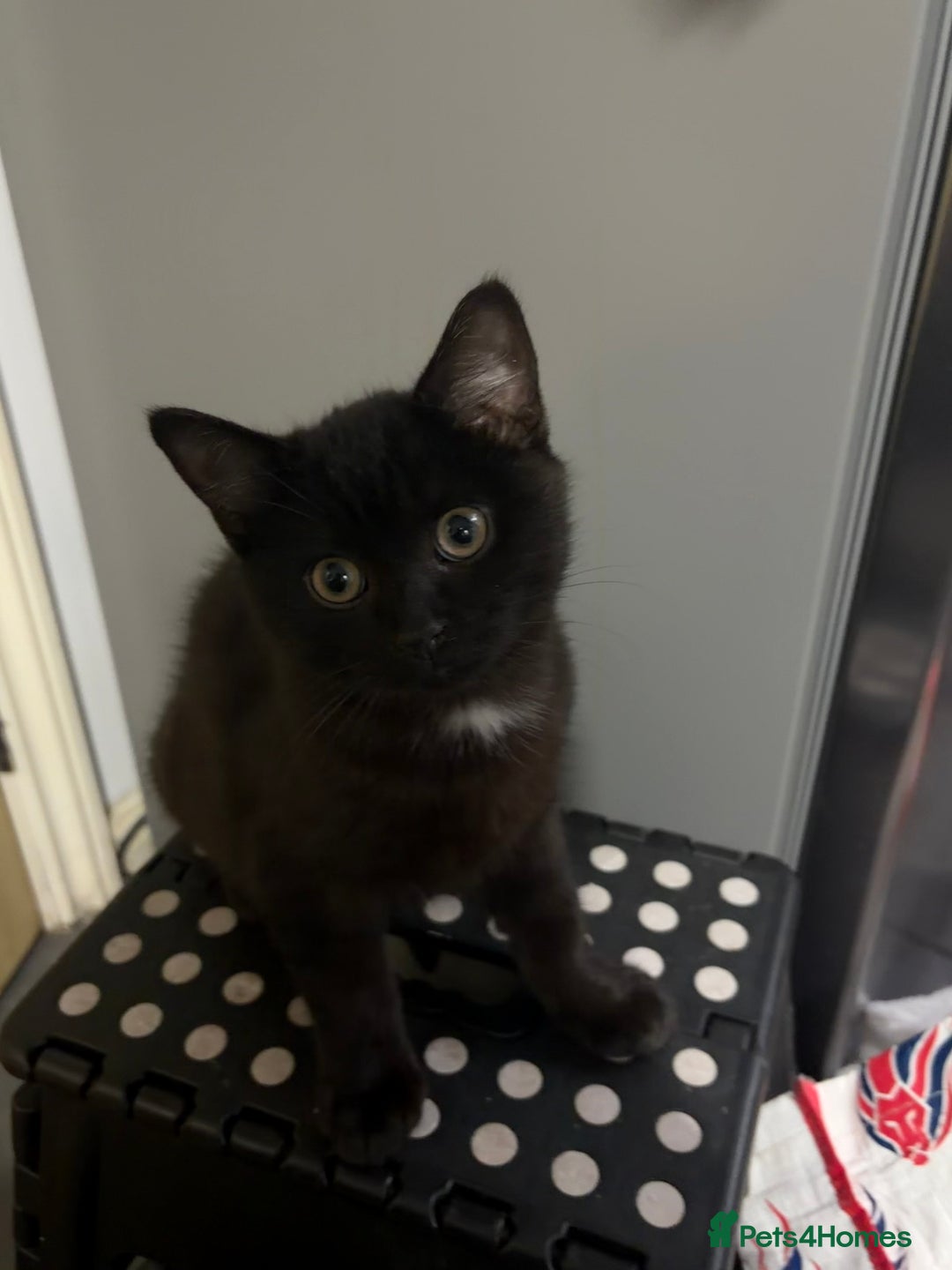 Mixed Breed cats for sale: British Short hair mixed breeds  - Advert 7