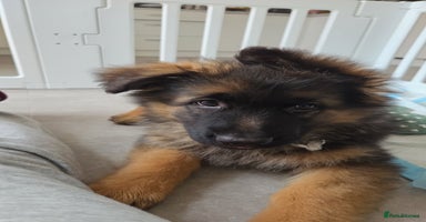 German Shepherd dogs - Advert 3