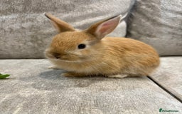 Netherland Dwarf rabbits for sale: Baby Netherlands dwarf/dwarf lion heads - Image 1