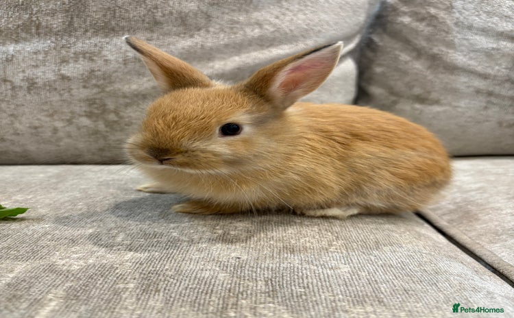 Netherland Dwarf rabbits - Advert 3