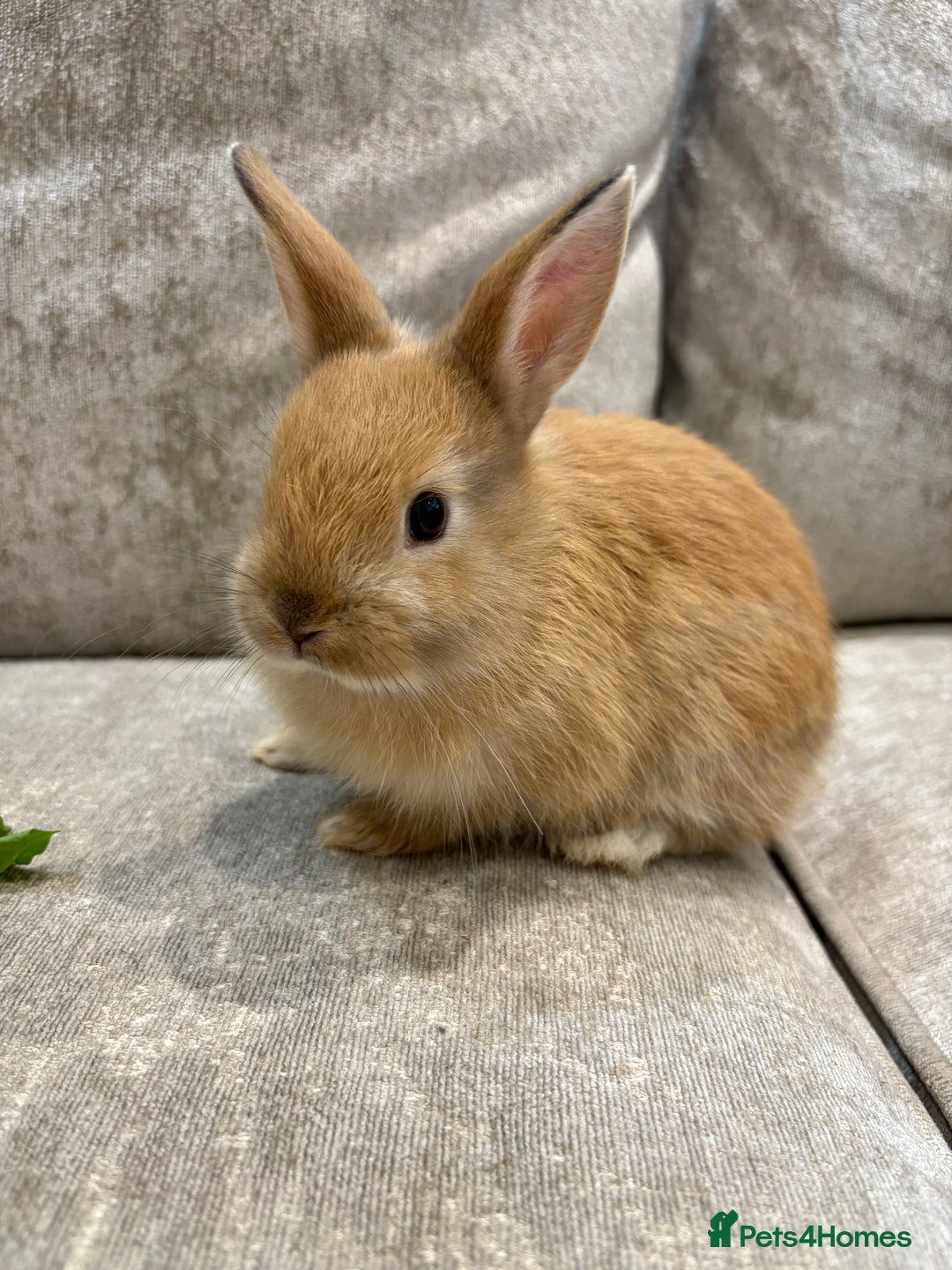 Netherland Dwarf rabbits for sale: Baby Netherlands dwarf/dwarf lion heads - Image 1