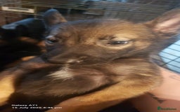 Belgian Shepherd Dog dogs for sale: Belgium malinois puppies  - Image 7