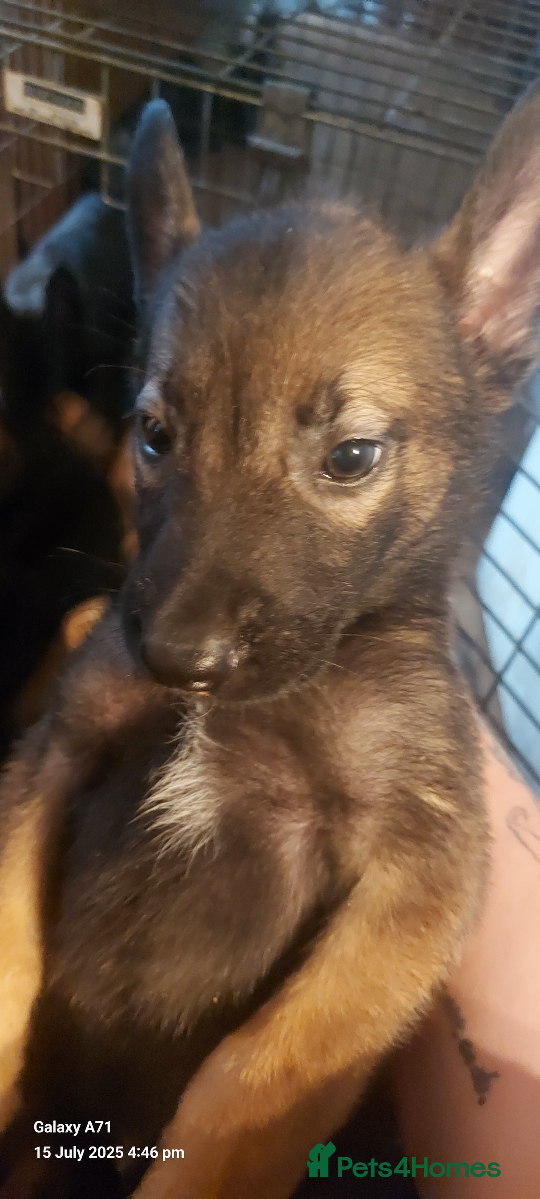 Belgian Shepherd Dog dogs for sale: Belgium malinois puppies  - Image 7