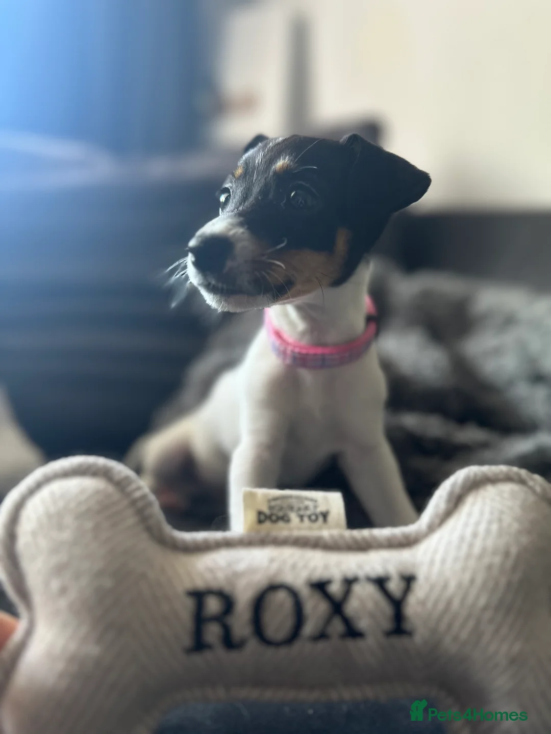 Jack Russell dogs for sale: Jack Russel called Roxy  - Advert 14