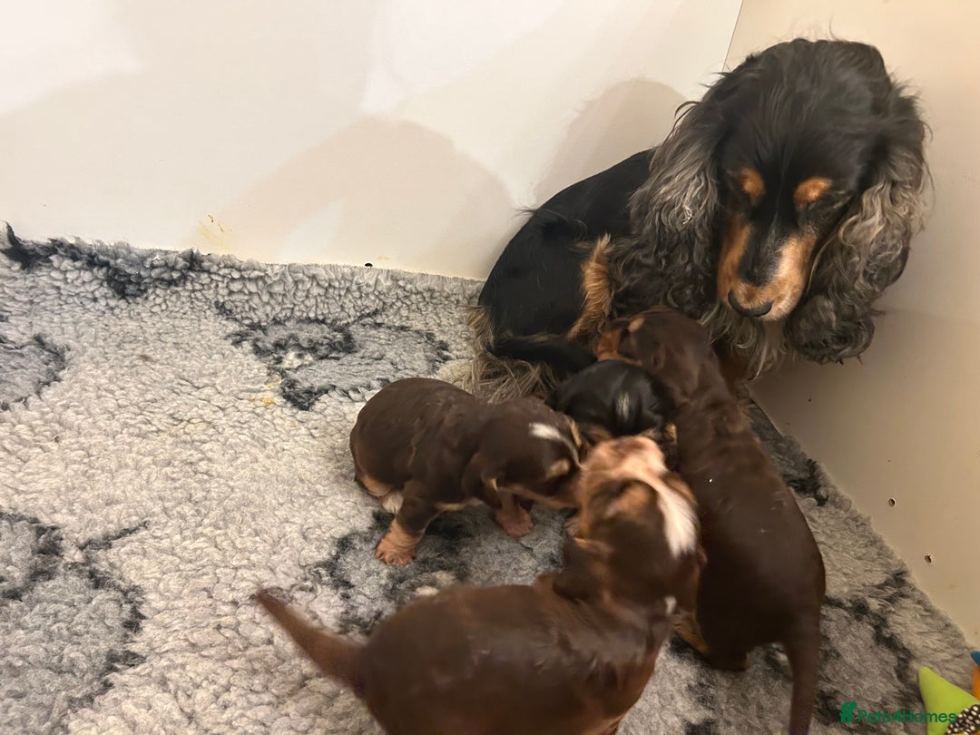 Cocker Spaniel dogs for sale: ⭐ Sable Show Cocker Spaniels ⭐  - Advert 8