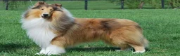 Rough Collie dogs for sale: ROUGH COLLIE BITCH - Advert 2