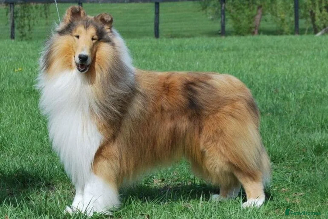 Rough Collie dogs for sale: ROUGH COLLIE BITCH - Advert 2