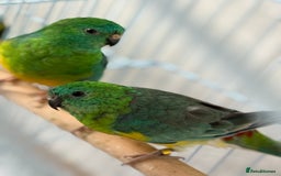 Parrots birds for sale: Beautiful talking singing Young Red Rump Parrot  - Image 6