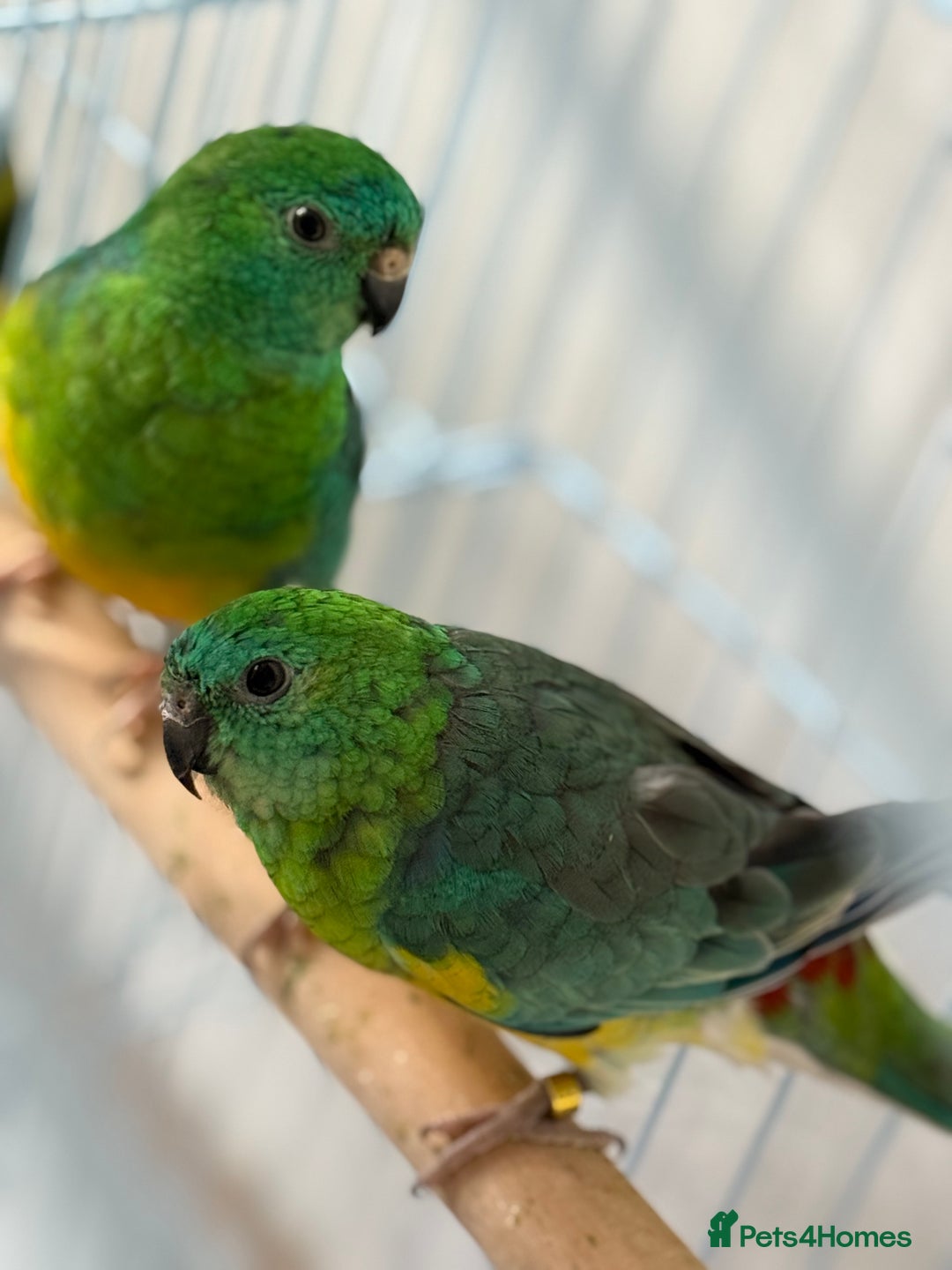 Parrots birds for sale: Beautiful talking singing Young Red Rump Parrot  - Image 6