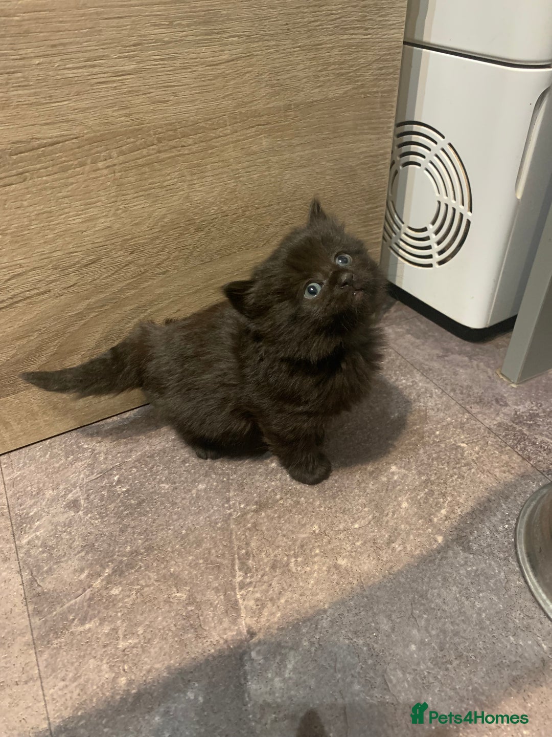 Mixed Breed cats for sale: Beautiful bundle of kittens ready for new homes  - Image 8