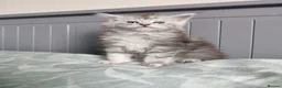 Maine Coon cats for sale: Pure Maine coons kittens ❤️❤️  - Advert 8
