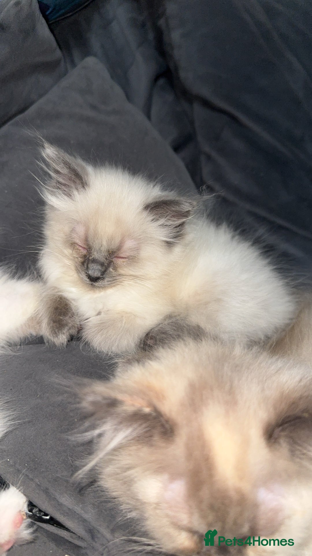 Ragdoll cats for sale: RAGDOLL KITTENS FOR SALE💕 - Image 4