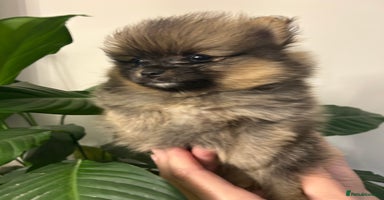 Pomeranian dogs - Advert 1