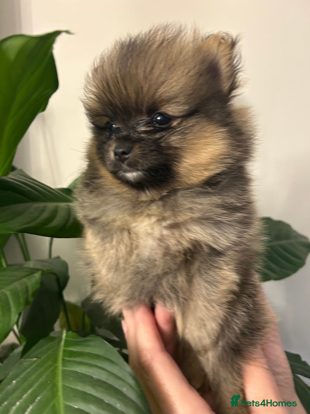 Pomeranian dogs for sale: Kc reg. Show quality 3 Pomeranian girls - Image 3
