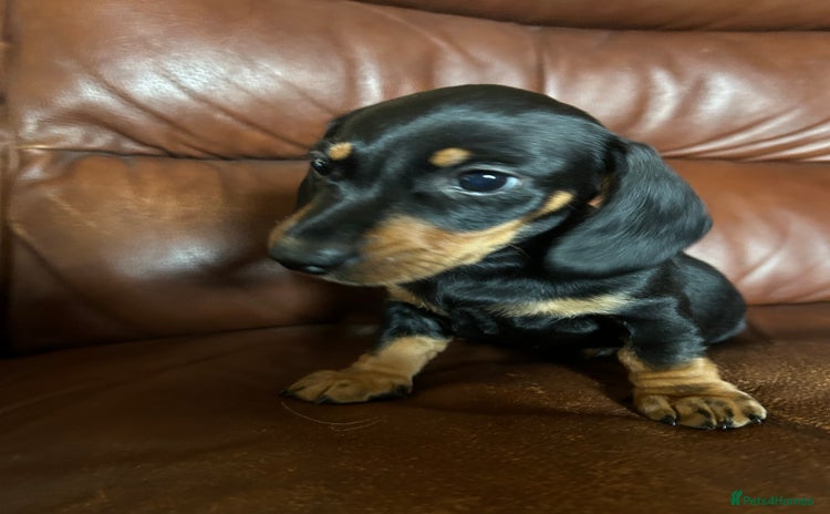 Miniature Dachshund dogs - Advert 10