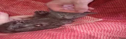 Mixed Breed cats for sale: 5 gorgeous playful male kittens,  in Llanybydder - Advert 9