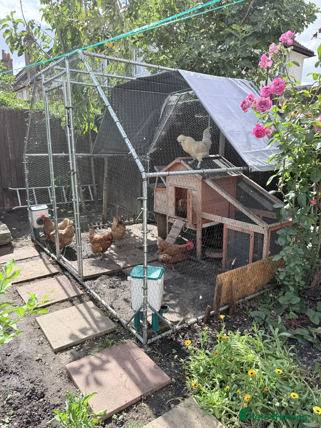 Hens poultry for sale: Complete Chicken Setup: 6 Laying Hens, 1 Rooster - Advert 2