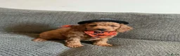 Cavapoo dogs for sale: 6 FOX RED CAVAPOO BOYS READY NOW - Advert 12