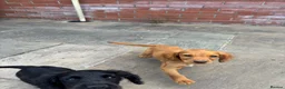 Cocker Spaniel dogs for sale: GorgeousCocker spaniel puppies in Whitchurch - Advert 1