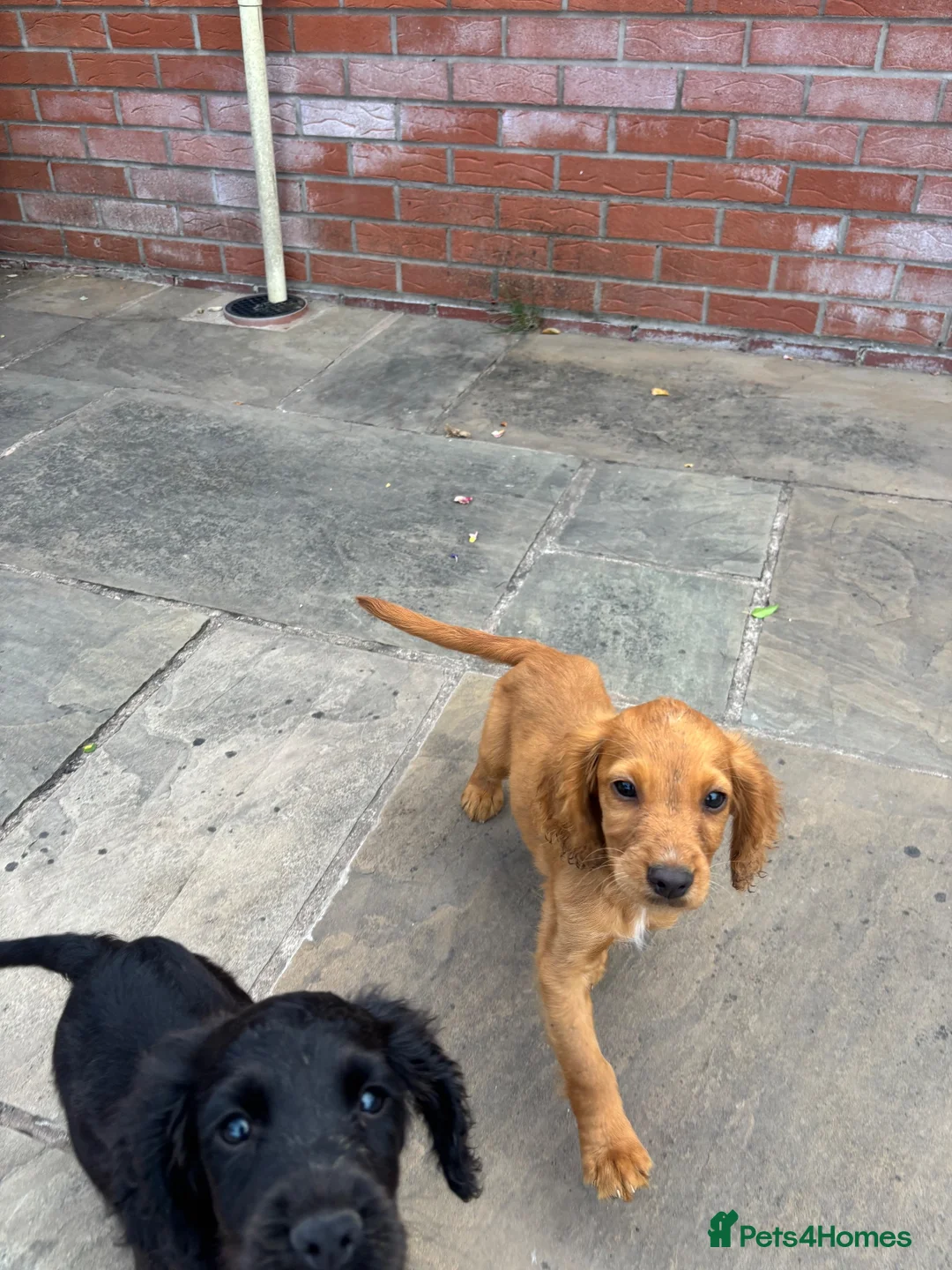 Cocker Spaniel dogs for sale: GorgeousCocker spaniel puppies in Whitchurch - Advert 1