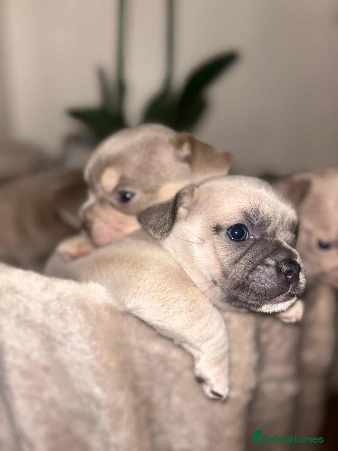 Mixed Breed dogs for sale: Beautiful French Bulldog x Chihuahua Puppies  - Advert 2