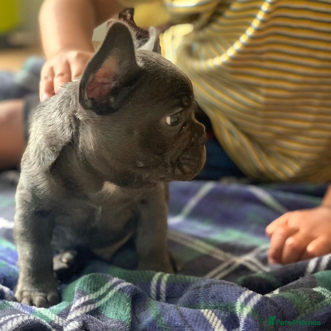 French Bulldog dogs for sale: 💙🩷Stunning French Bulldog Puppies🐾💙🩷 - Image 3