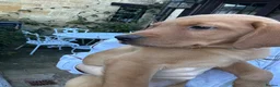 Labrador Retriever dogs for sale: ⭐️READY TO LEAVE NOW kcregistered Labrador puppies - Advert 13