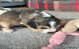 Cocker Spaniel dogs for sale: Beautiful sable puppies - Image 20