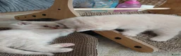 Brazilian Shorthair cats for sale: 5 British shorthair kittens - Advert 17