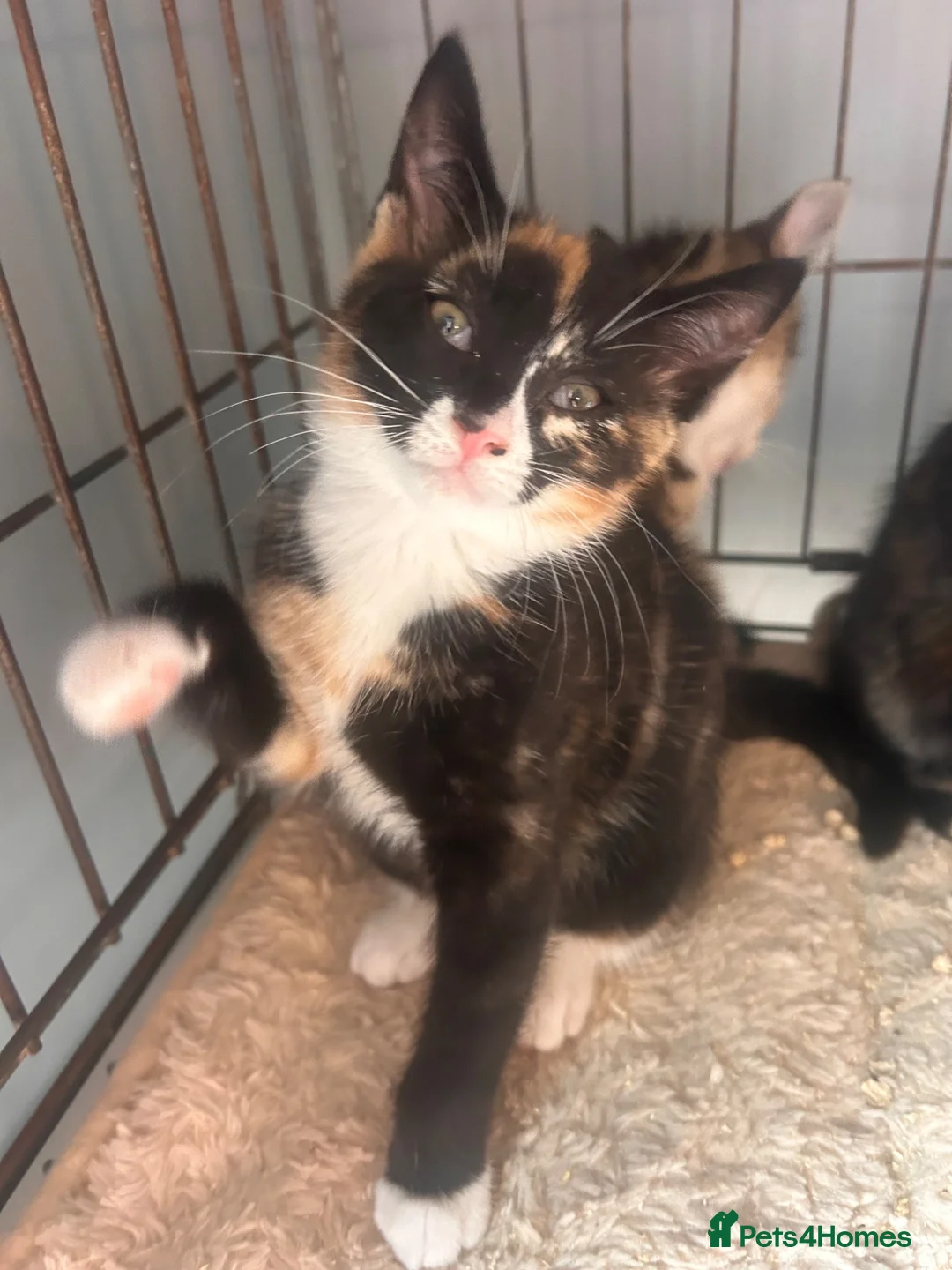 Mixed Breed cats for sale: Siamese. Ragdoll x Maine coon ready to leave  - Advert 2