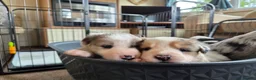 Mixed Breed dogs for sale: Beardie border x puppies - Advert 11
