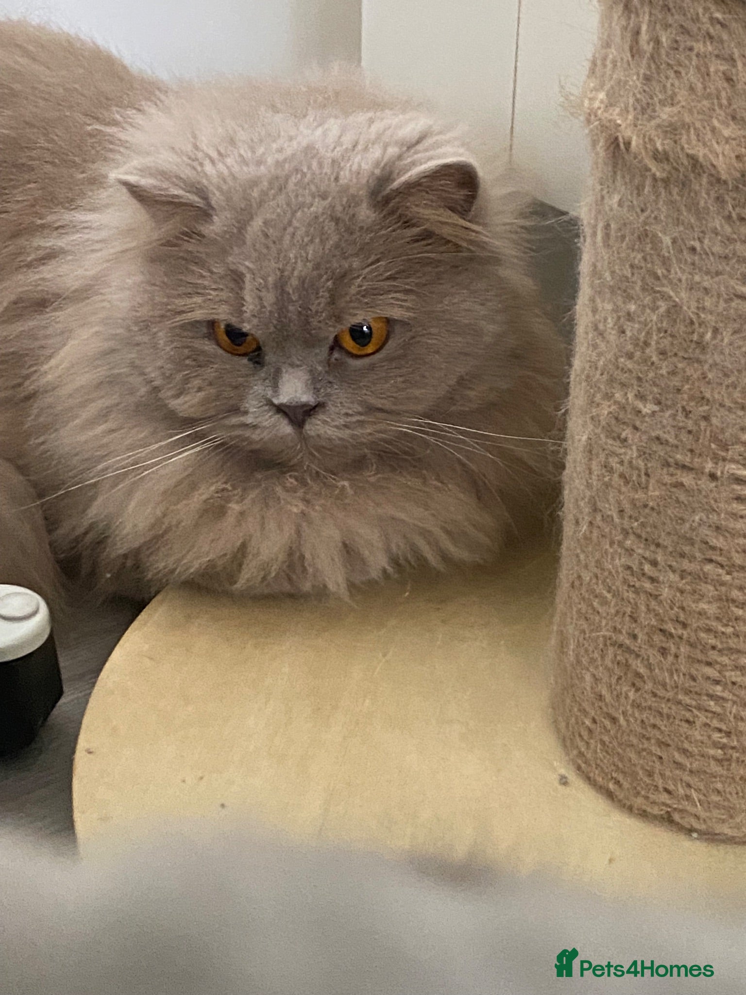 British Shorthair cats British cats for Rehome  - Advert 2