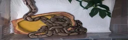 Boa Snake reptiles for sale: Baby boa constrictors for loving homes - Advert 5