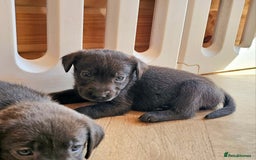 Labrador Retriever dogs for sale: THE LAST 4 KC HEALTH TESTED LABS READY TO NOW.  - Image 27