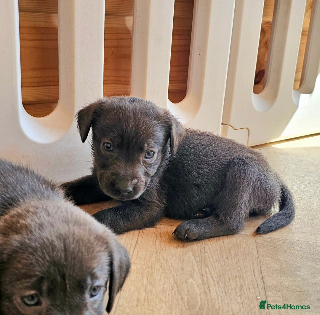 Labrador Retriever dogs for sale: THE LAST 4 KC HEALTH TESTED LABS READY TO NOW.  - Image 27